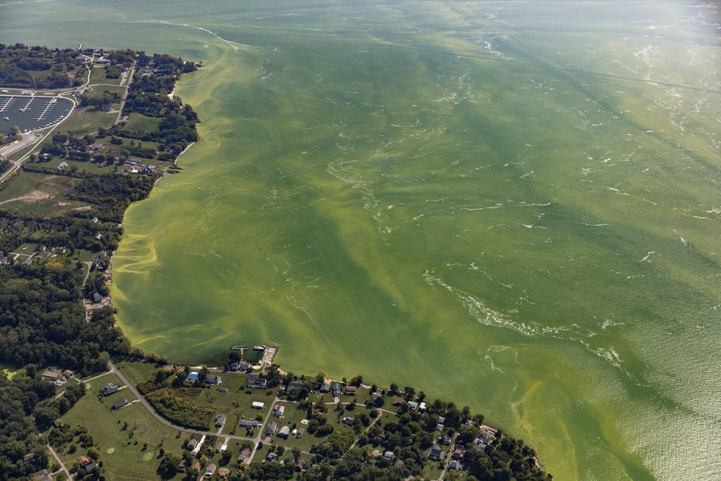 Harmful Algal Bloom in Western Basin of Lake Erie: September 20