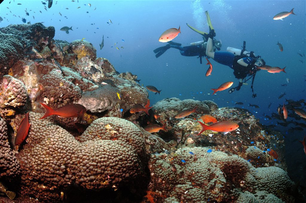 A diver swims among coral and fish in Flower Garden Banks National Marine Sanctuary. Credit: NOAA.
