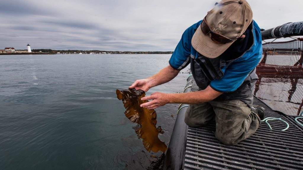 A Sea Grant staff member holds a piece of sugar kelp