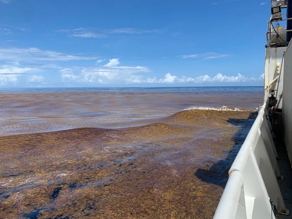 Sargassum mat seen in the Atlantic Ocean during a GO-SHIP research cruise in March 2023.