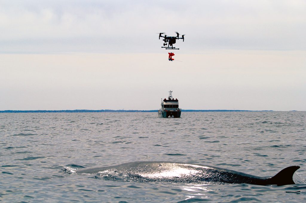 An uncrewed aerial system sails in towards a sei whale to attach an acoustic recording tag that will help monitor impacts of human-caused noise on whale behavior. This is the first time a drone was used to tag free-swimming large whales in U.S. waters. Photo taken by Laura Howes under NOAA Fisheries Permit No. 18786-06.
