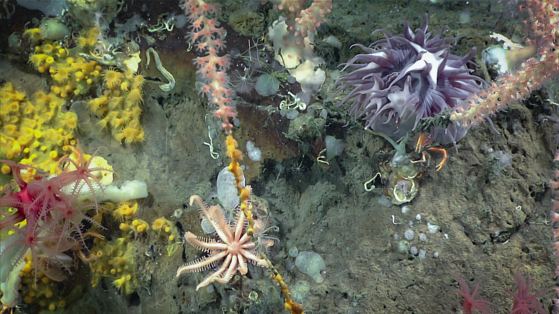 Close-up view of a diverse group of marine live documented by NOAA Ocean Exploration in 2019 during an ROV dive inside the Gully Canyon in the Atlantic Ocean