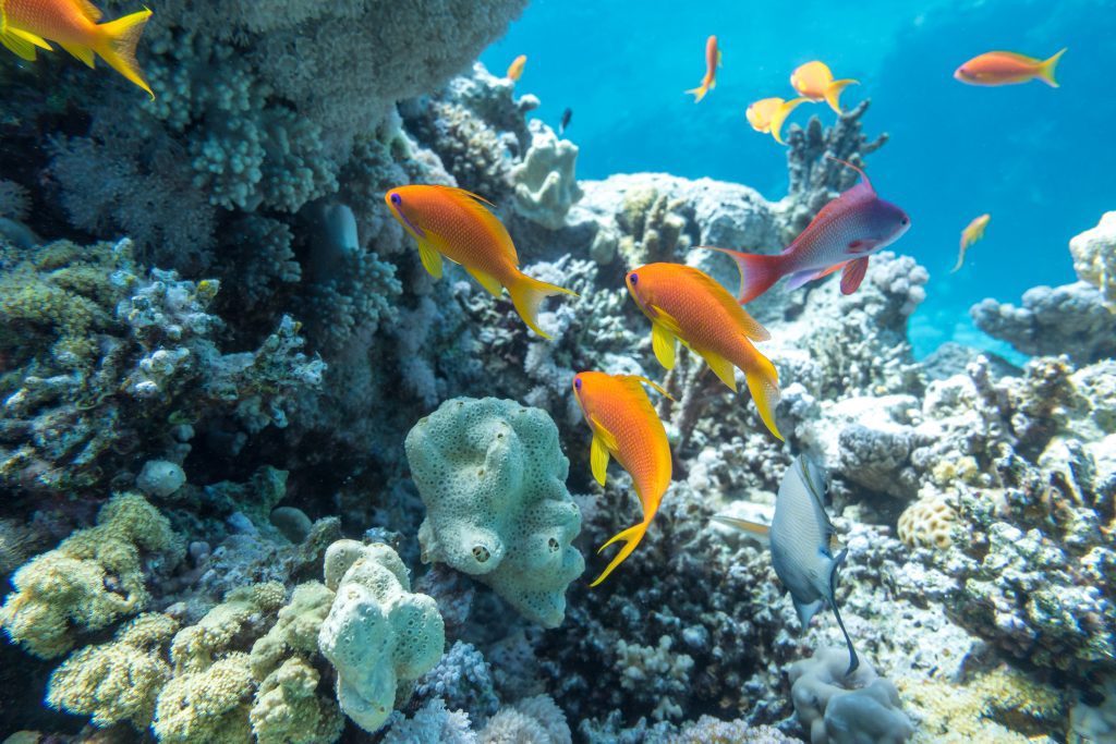 Underwater coral reef with group of tropical fish anthias, Red sea resort concept, Egypt