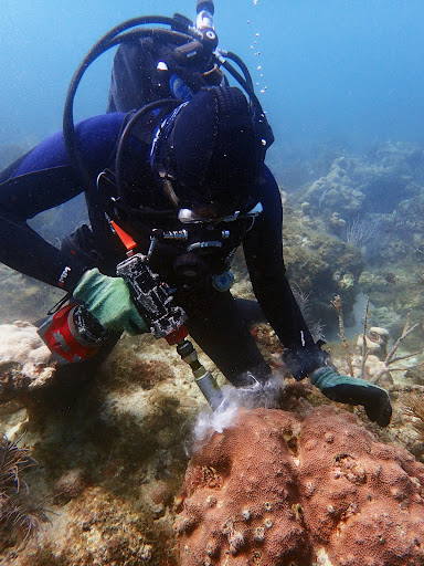 NOAA scientist SCUBA dives and collects a core of coral to bring back to study in the lab.