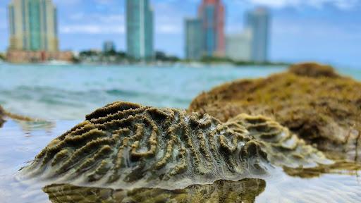 Image of a greenish brown exposed brain coral at low tide with the Miami skyline in the background.