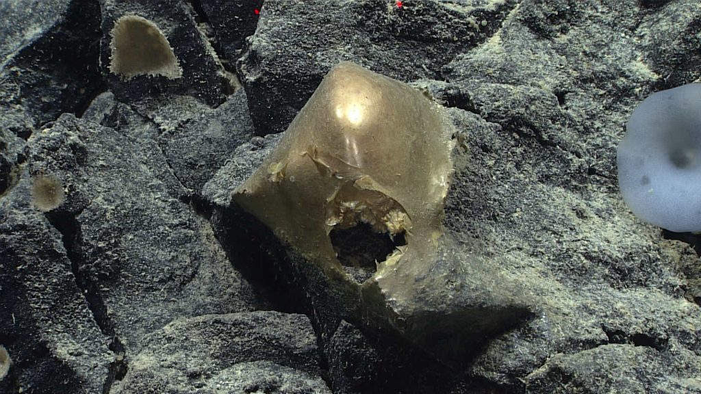 This unidentified specimen, seen in situ on a rocky outcropping at a depth of about 3,300 meters (2 miles), was seen on August 30, 2023, during Dive 07 of the Seascape Alaska 5: Gulf of Alaska Remotely Operated Vehicle Exploration and Mapping expedition. Image courtesy of NOAA Ocean Exploration, Seascape Alaska.