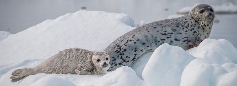 Photo of a spotted seal pup and mother on an ice floe.