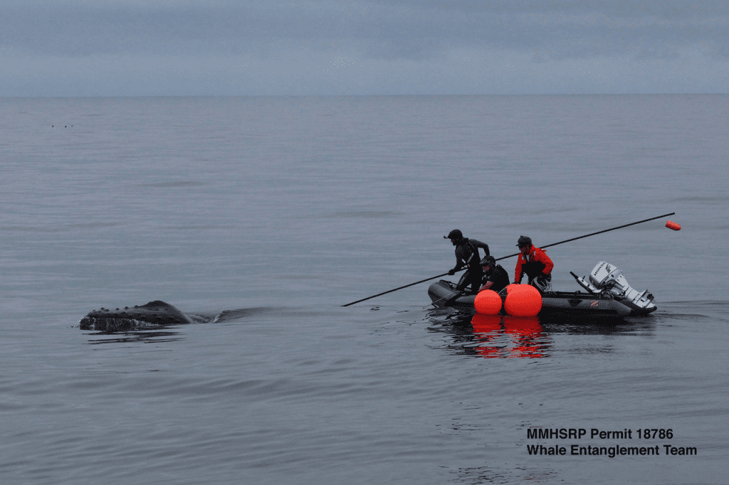 Three people on a boat using certified methods to free an entangled humpback whale.