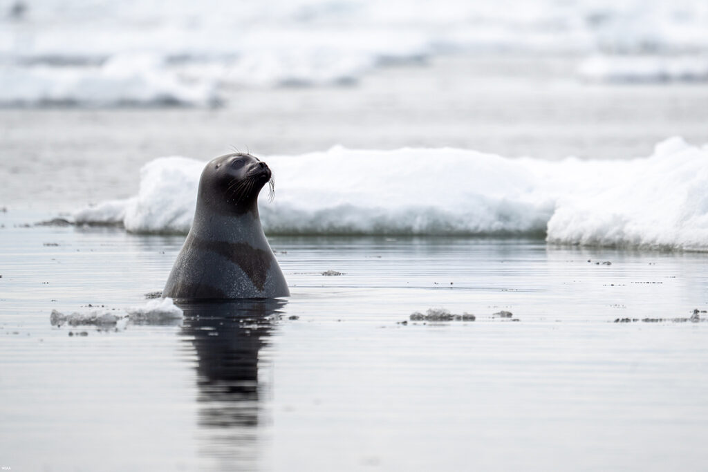 Adult ribbon seal pokes head above water